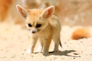 Fennec
