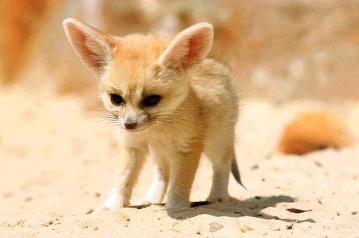 Fennec